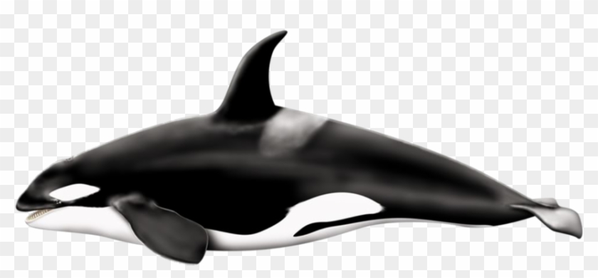 Whale Png - Big Is A Killer Whale Clipart