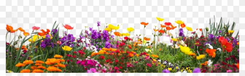 Better Earth Garden Centre - Flower Garden Png Hd Clipart
