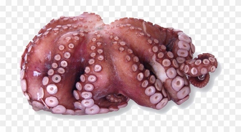 Picture Of Whole Octopus - Octopus Clipart #502456