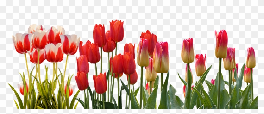 Flower-garden - Row Of Flowers Png Clipart