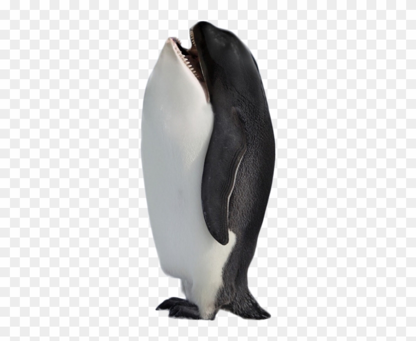 Hybrid Penguin Killer Whale - Animals Photoshopped Clipart #502557