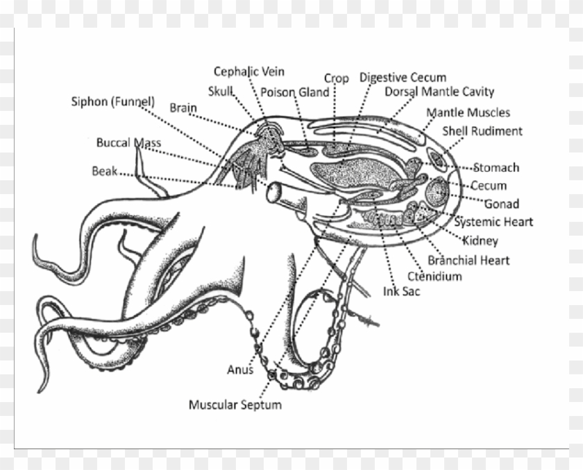 Schematic Representation Of External And Internal Body - Parts Of Octopus Clipart