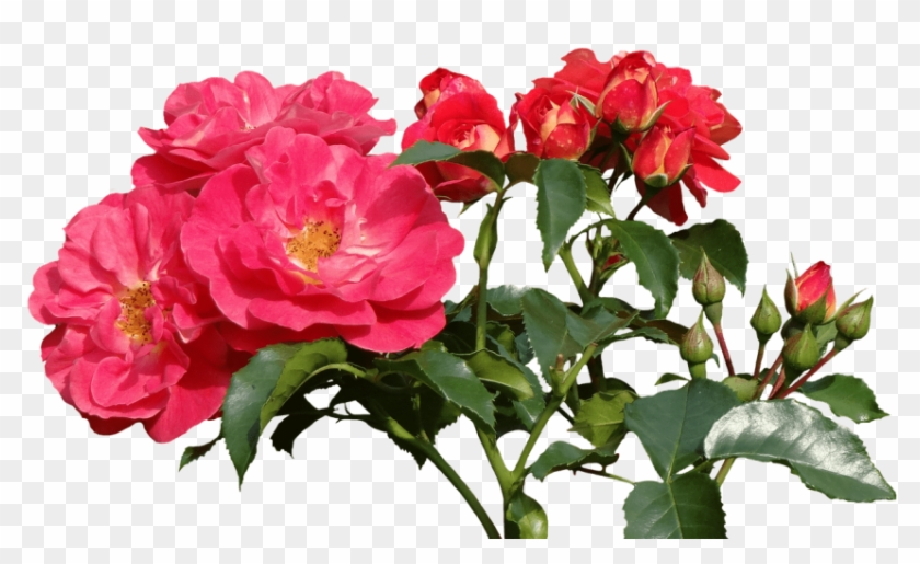 Free Png Download Garden Roses Png Images Background - Теплый Привет От Меня Clipart