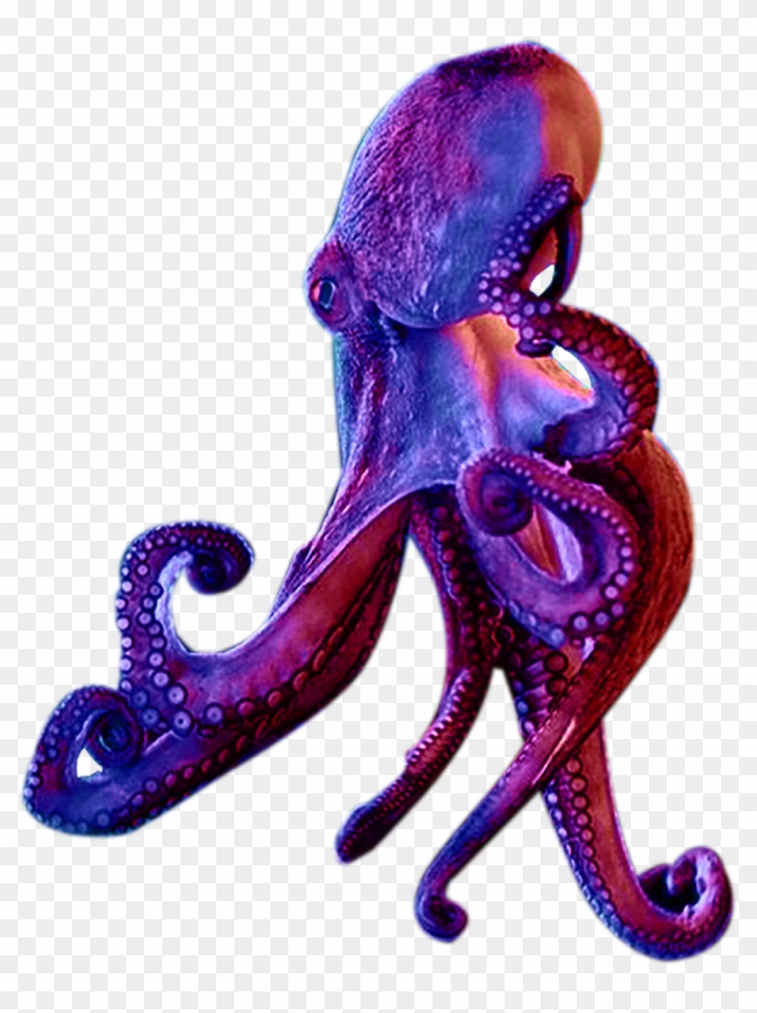 Octopus - Illustration Clipart #502806