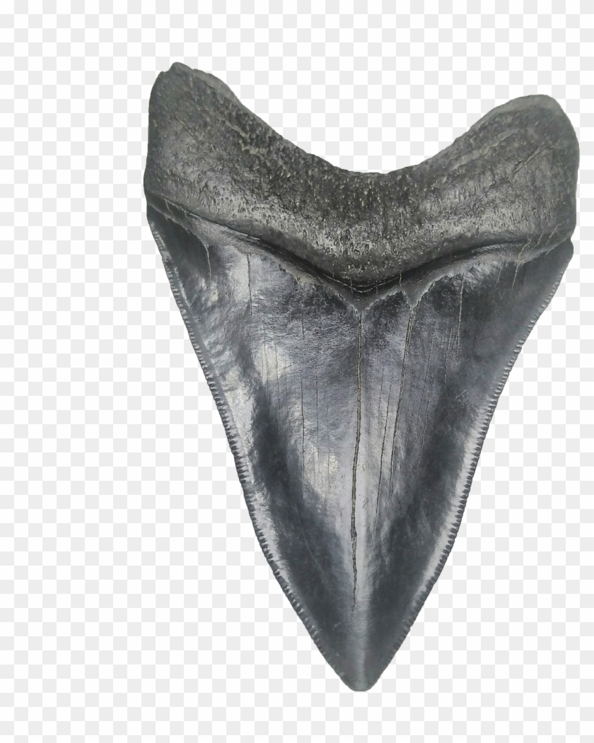 Fish Clipart #502903