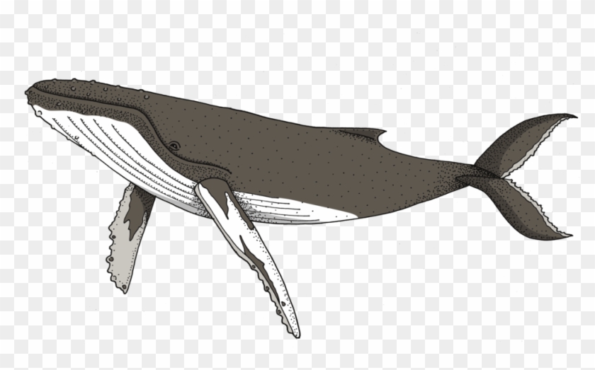 Humpback Whale , Png Download - Grey Whale Clipart