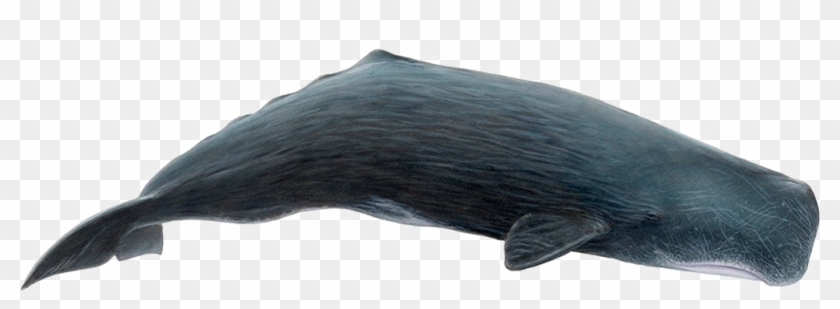 Whale Png Download Image - Sperm Whale Whale Png Clipart #502981