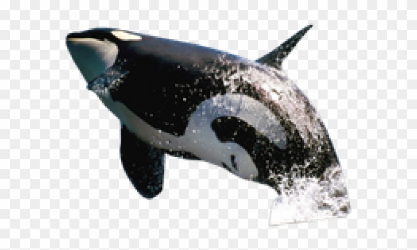 Killer Whale Png Transparent Images - Killer Whale Jumping Png Clipart