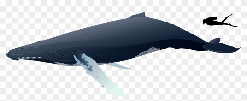 Humpback Whale Png - Blue Whale Clipart