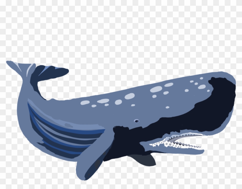 Whale - Blue Whale Clipart #503478