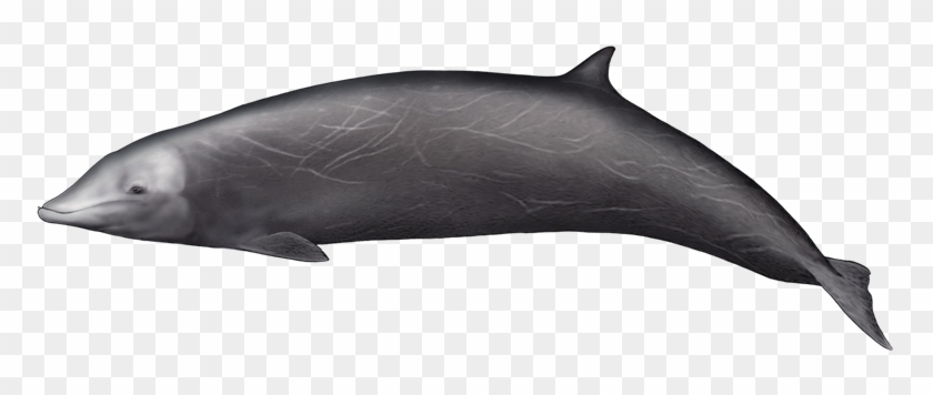 This Whale Appears To Be One Of The Most Widespread - Cuvier's Beaked Whale Png Clipart #503524