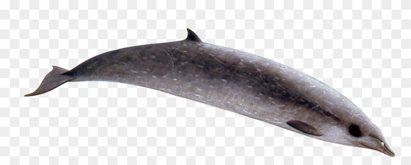 Sowerby's Beaked Whale Clipart #503547