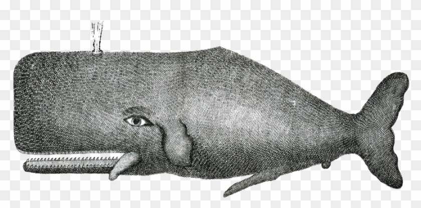 You're - Whale Vintage Illustration Clipart #503685