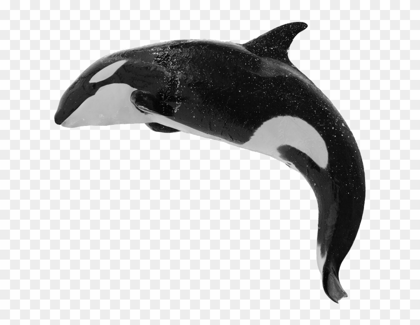 By Orca Web Design - Killer Whale Clipart #503881