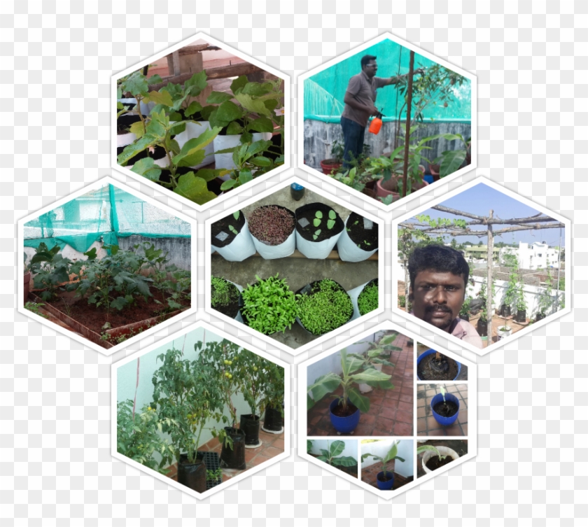 Terrace Garden - Terrace Garden Hd Images Png Clipart