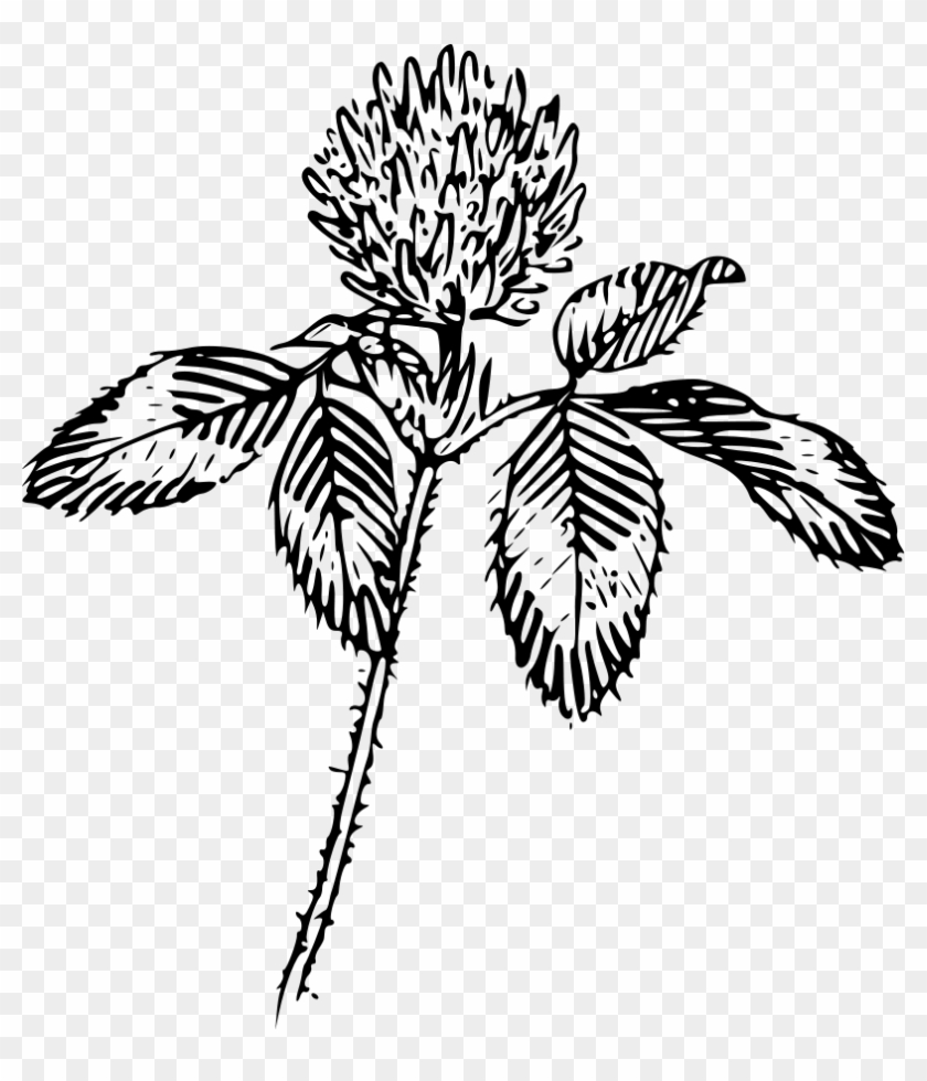 How To Set Use Clover Icon Png Clipart