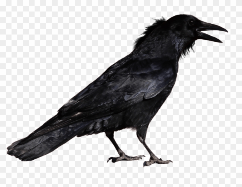 Free Png Download Crow Png Images Background Png Images - Raven Free Clipart #504685
