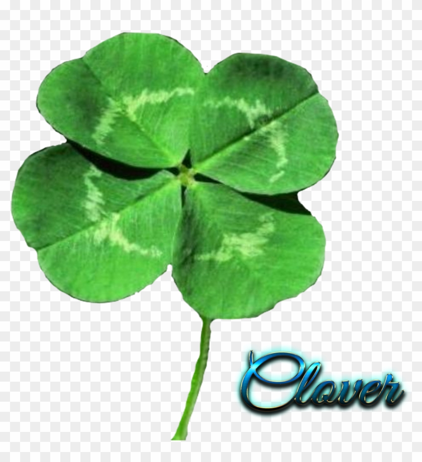 Four Leaf Clovers Transparent Clipart