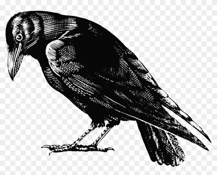 Crow - Crow Drawing Black And White Clipart #504804