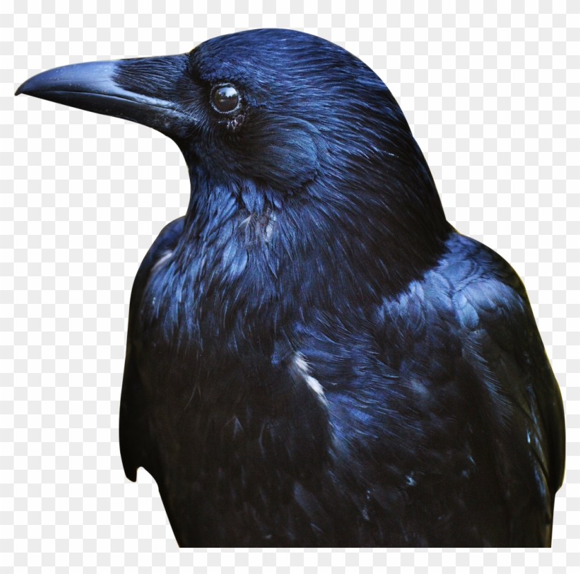 Download Crow Png Transparent Image - Crow Png Clipart #504863