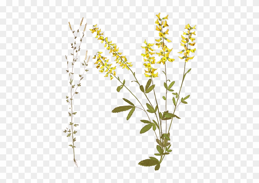 Illustration Clipart #504896