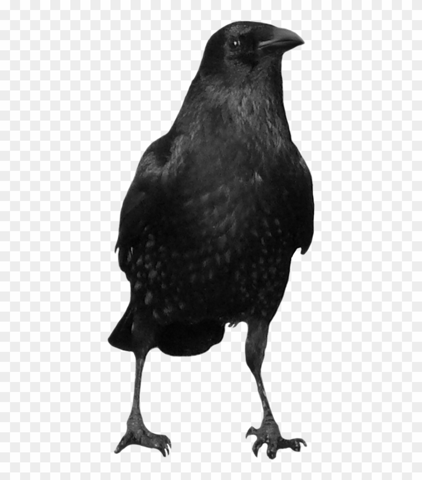 Crows Clipart #504979