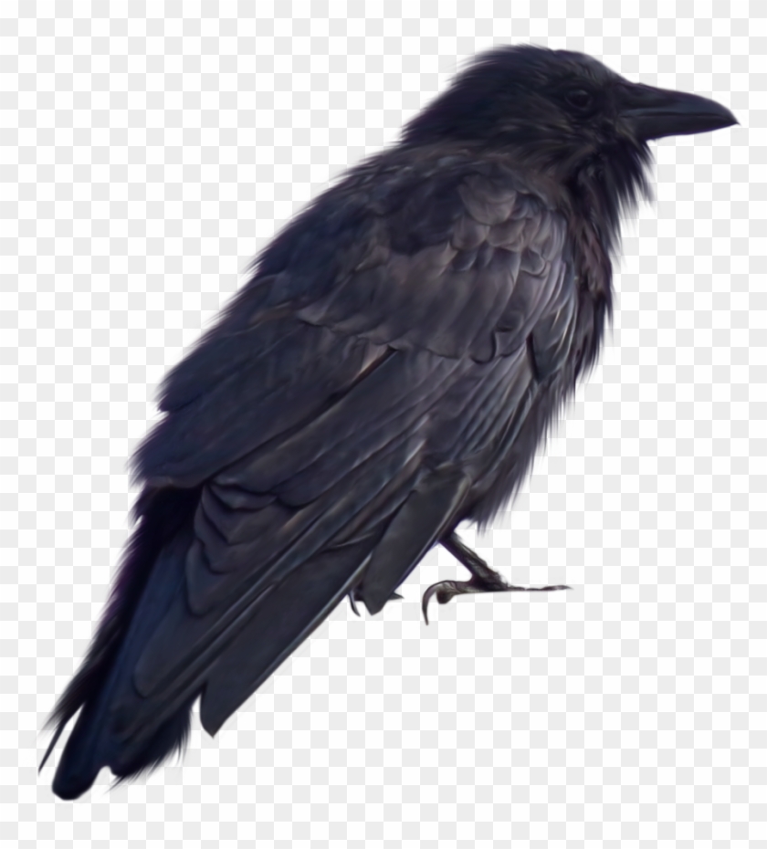 Crow Png Transparent - Crow Png Clipart #505002