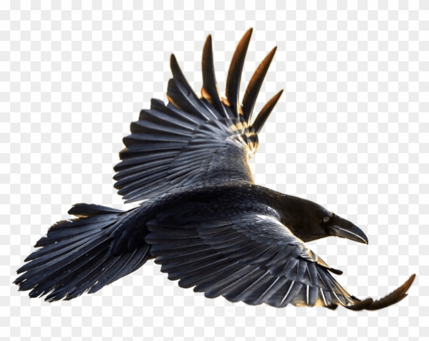 Free Png Download Crow Flying Png Images Background - Flying Raven Clipart #505203