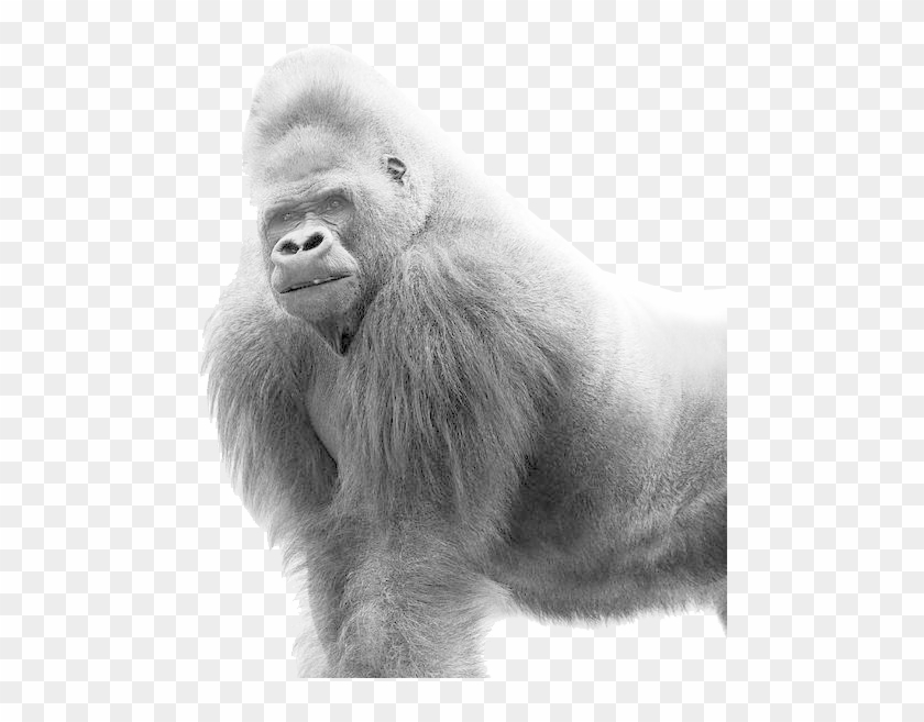 Gorilla Black White Clipart #505349