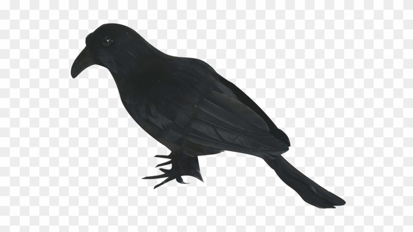 Halloween Crow Png Image - Crow Prop Clipart #505381