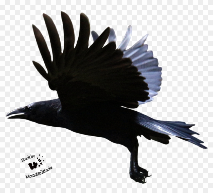 Flying Crow Png - Crow Flying Transparent Background Clipart