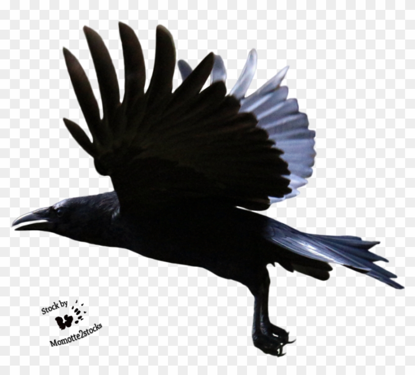 Flying Crow Png - Crow Flying Transparent Background Clipart #505407