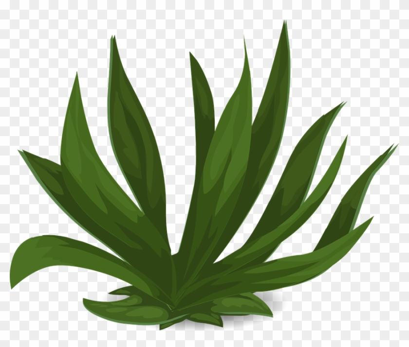Tall Grass Images - Non Flowering Plant Clipart - Png Download #505438