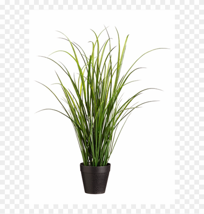 24" Uv Protected Tall Grass In Pot Green - Sweet Grass Clipart
