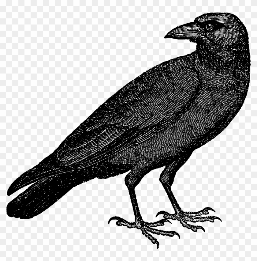 Halloween Crow Vector Free Transparent Background Png Clipart #505540