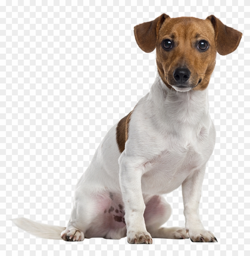 Jack Russell Terrier Png Clipart #505559