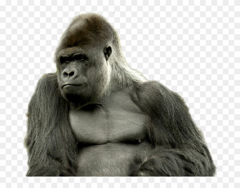 Gorilla Png Image - Strong Gorilla Clipart #505591