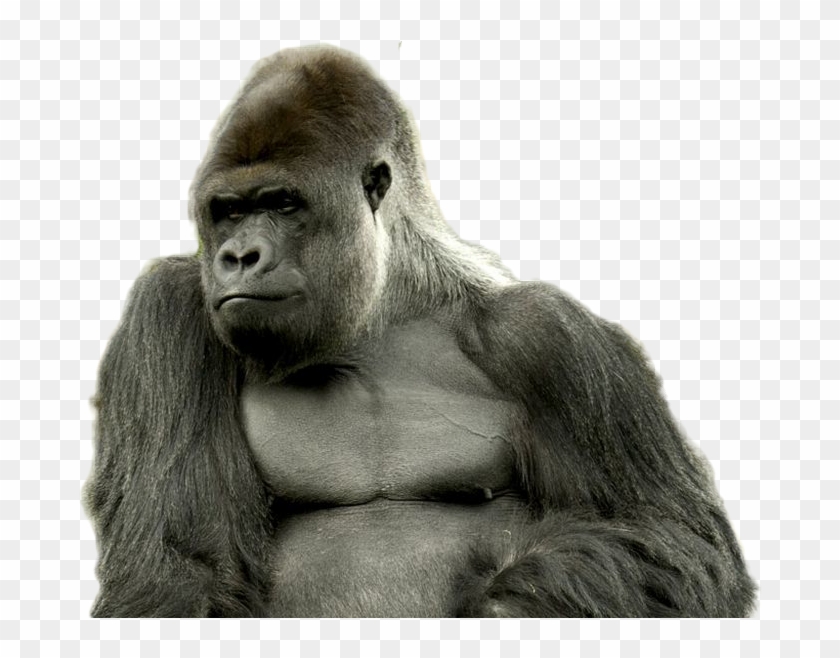 Gorilla Png Image - Strong Gorilla Clipart