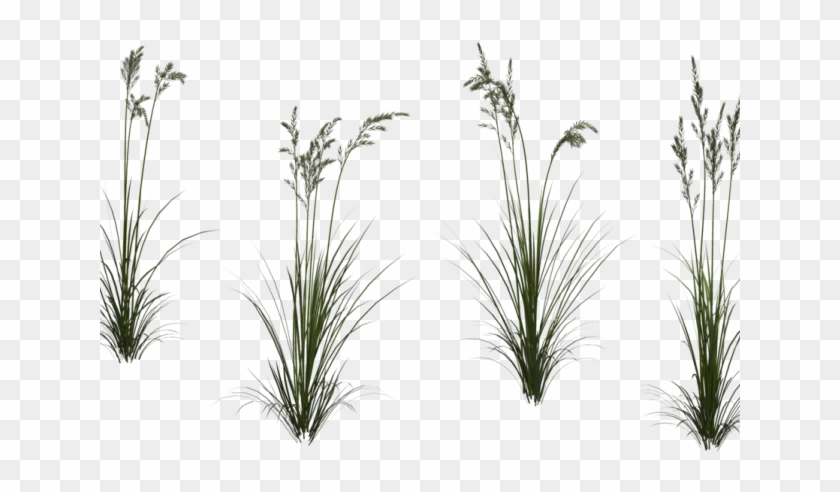 Grass Clipart Tall Grass - Tall Grass Transparent Background - Png Download #505660