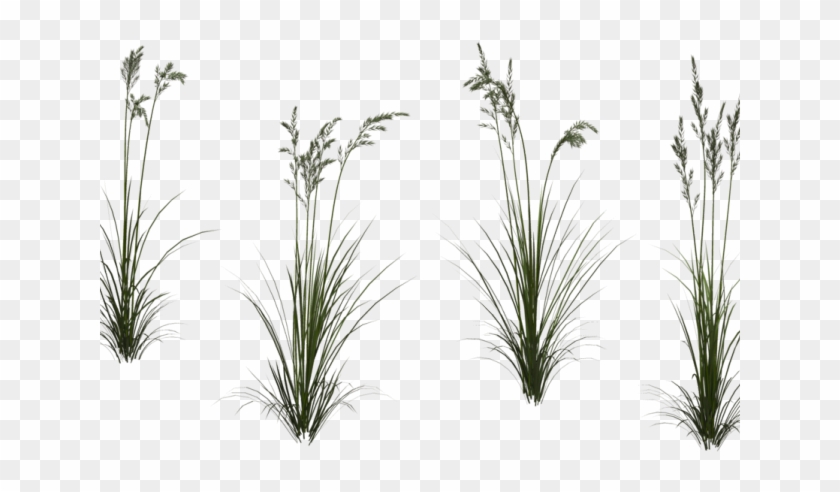 Grass Clipart Tall Grass - Tall Grass Transparent Background - Png Download