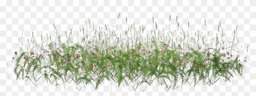 Photo Tall Grass 1 Zpsyctzpla5 Clipart #505735
