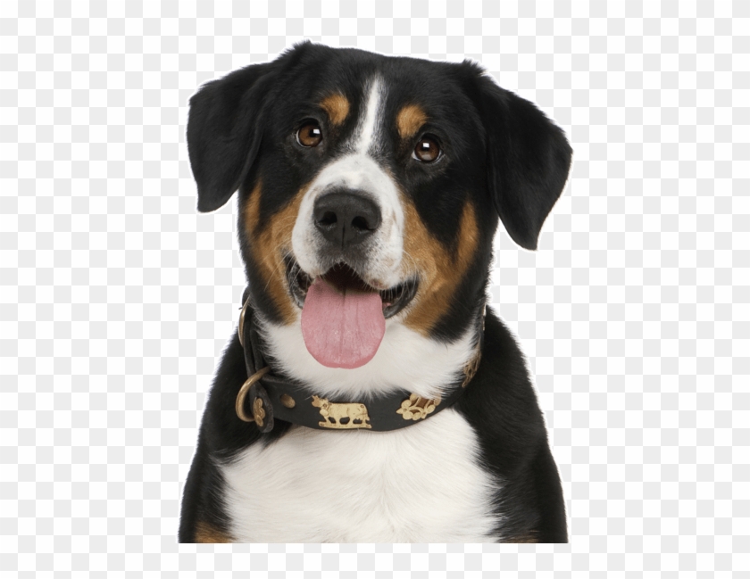 Entlebucher Mountain Dog Puppy - Democats Repuplicans Clipart #505764