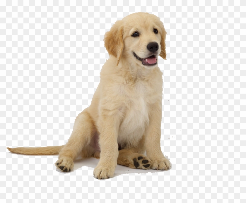 Golden Retriever Puppy Png , Png Download Clipart #505788