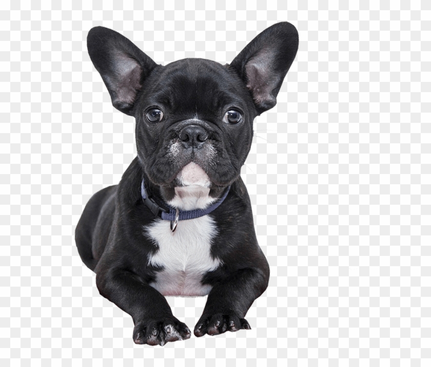 Bulldog Puppy No Background - French Bulldog Transparent Background Clipart