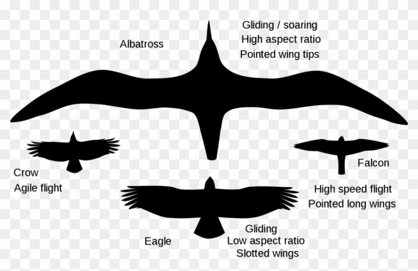 Free Png Download Gliding Crow Png Images Background - Low Aspect Ratio Bird Wing Clipart #505904