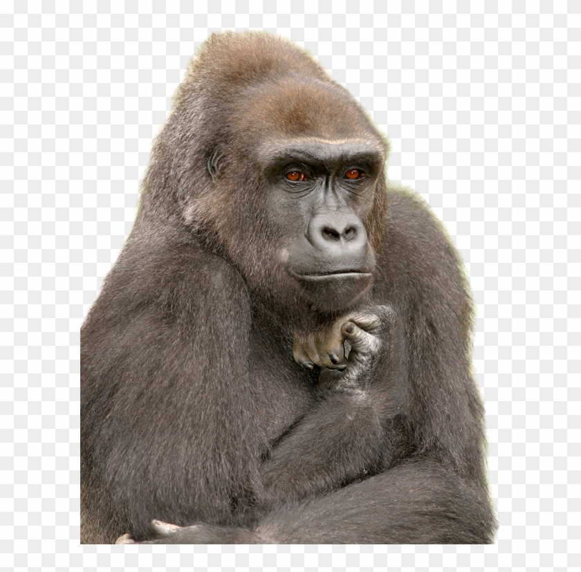 Gorilla - Funny Waiting For Someone Clipart #505912