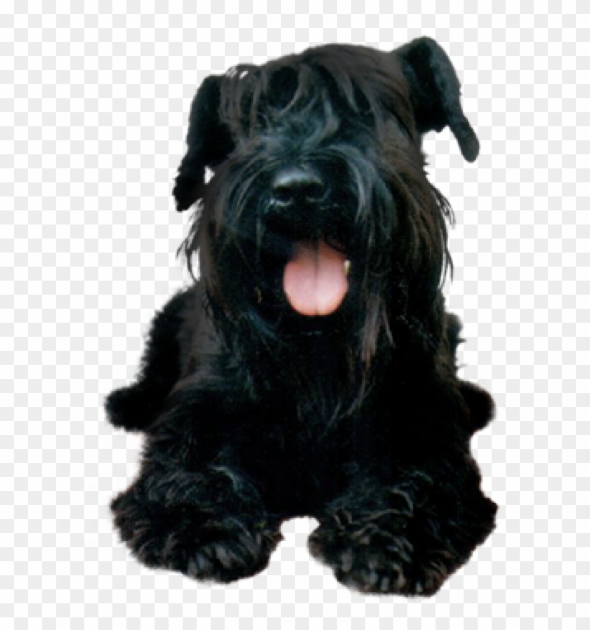 Black Puppy Dog Png - Schnauzer Black Png Clipart #506166