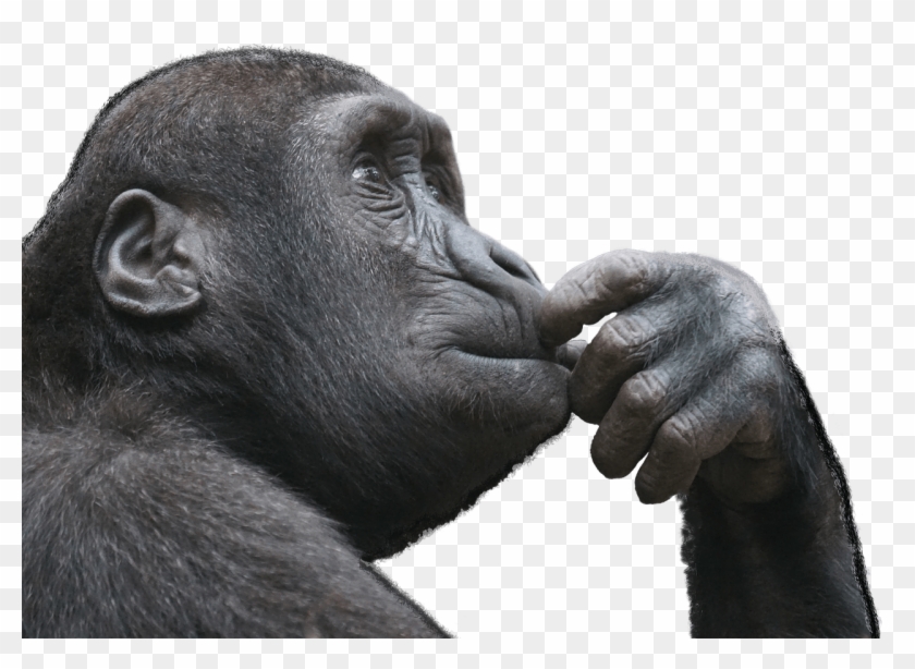 Gorilla - Monkey Thinking Clipart #506217