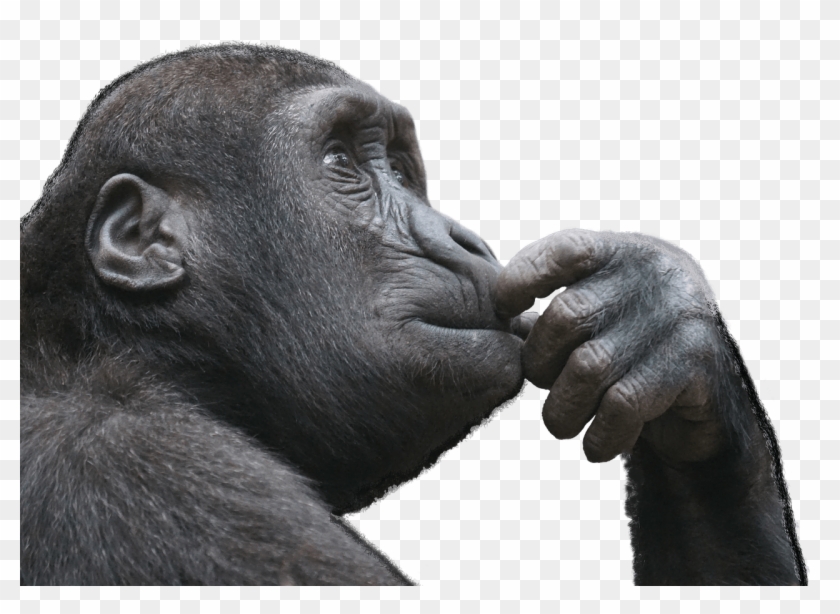 Gorilla - Monkey Thinking Clipart