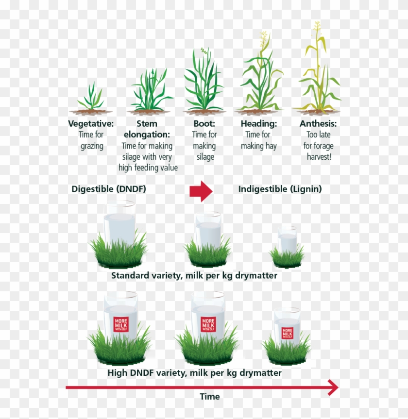 Dlf Varieties With High Dndf Clipart